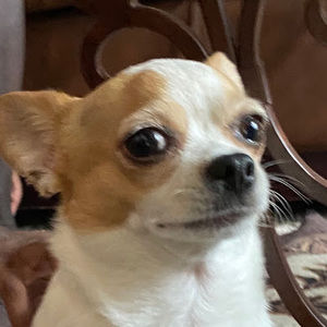 Meet your Posher, Moega